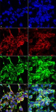 Monoclonal Anti-Methylglyoxal antibody produced in mouse clone 9E7