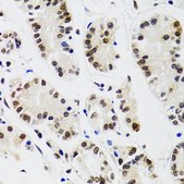 Anti- EDF1 antibody produced in rabbit