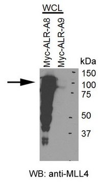 抗-MLL4抗体 from rabbit, purified by affinity chromatography