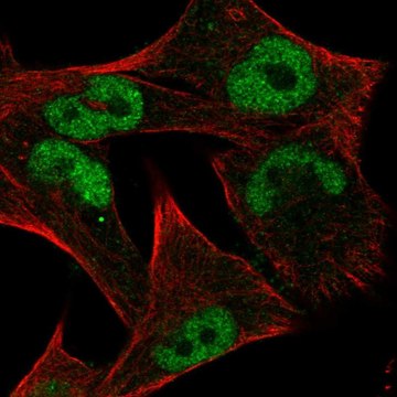 Anti-MYC antibody produced in rabbit Prestige Antibodies&#174; Powered by Atlas Antibodies, affinity isolated antibody