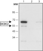 Anti-DCDC2 antibody produced in rabbit ~1.5 mg/mL, affinity isolated antibody, buffered aqueous solution