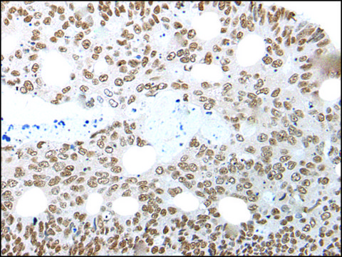 Anti-NELFA affinity isolated antibody