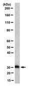 Anti-TMEM106B Antibody, clone TME-N 6F2 clone TME-N 6F2, from rat