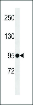 ANTI-ELFN1(C-TERMINAL) antibody produced in rabbit affinity isolated antibody, buffered aqueous solution