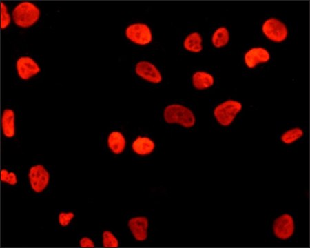 Monoclonal Anti-POU5F1 (Oct4) antibody produced in mouse ~1.0&#160;mg/mL, clone PF-29, purified immunoglobulin, buffered aqueous solution