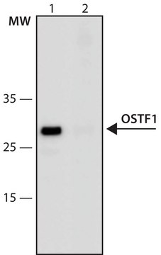 Anti-OSTF1 (187-200) antibody produced in rabbit IgG fraction of antiserum