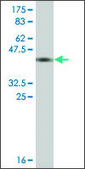 Monoclonal Anti-THOP1 antibody produced in mouse clone 2B4, ascites fluid