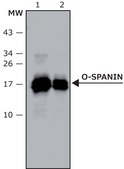 Anti-O-spanin antibody produced in rabbit affinity isolated antibody, buffered aqueous solution