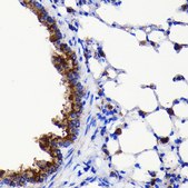 Anti-ATG3 antibody produced in rabbit