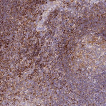 Anti-CORO7 antibody produced in rabbit Prestige Antibodies® Powered by Atlas Antibodies, affinity isolated antibody, buffered aqueous glycerol solution