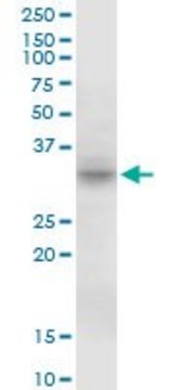 Anti-MPST antibody produced in mouse purified immunoglobulin, buffered aqueous solution