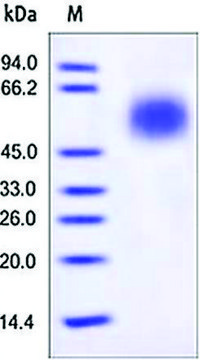 CD55/DAF human recombinant, expressed in HEK 293 cells, &#8805;95% (SDS-PAGE)