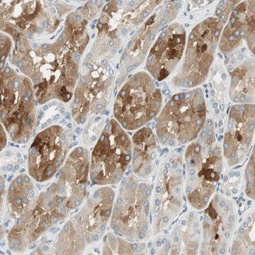 Anti-TMEM260 antibody produced in rabbit Prestige Antibodies&#174; Powered by Atlas Antibodies, affinity isolated antibody, buffered aqueous glycerol solution