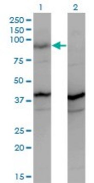 Monoclonal Anti-PCDHGA2 antibody produced in mouse clone 2A7, ascites fluid