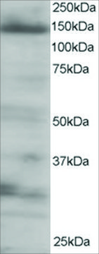 Anti-4E-T/EIF4ENIF1 antibody produced in goat affinity isolated antibody, buffered aqueous solution