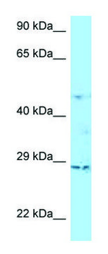 Anti-TNAIP6 (C-terminal) antibody produced in rabbit affinity isolated antibody