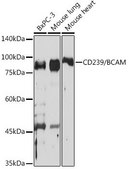 Anti-CD239/BCAM antibody produced in rabbit