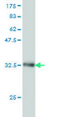 Monoclonal Anti-UBB antibody produced in mouse clone 1F5, purified immunoglobulin, buffered aqueous solution