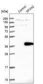 Anti-SFXN2 antibody produced in rabbit Prestige Antibodies® Powered by Atlas Antibodies, affinity isolated antibody, buffered aqueous glycerol solution