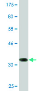 Monoclonal Anti-SSTR1, (N-terminal) antibody produced in mouse clone 1F7, purified immunoglobulin, buffered aqueous solution