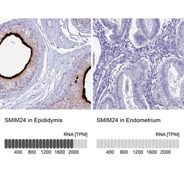 Anti-SMIM24 antibody produced in rabbit Prestige Antibodies&#174; Powered by Atlas Antibodies, affinity isolated antibody, buffered aqueous glycerol solution