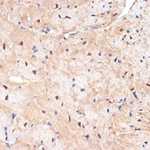 Anti-sestrin 1 antibody produced in rabbit
