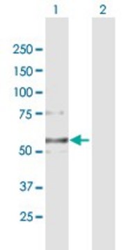 Anti-COL6A2 antibody produced in mouse purified immunoglobulin, buffered aqueous solution