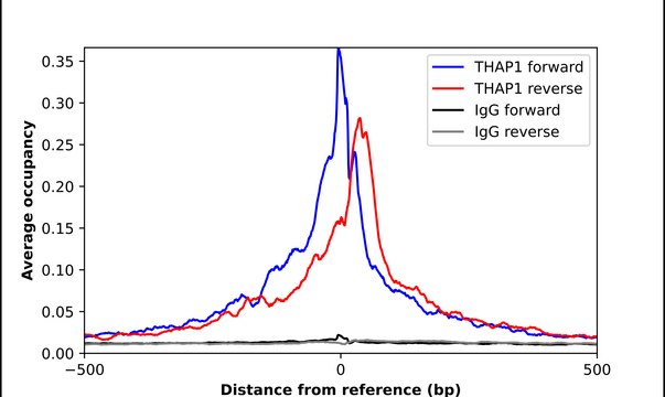 Anti-THAP1 antibody produced in rabbit Prestige Antibodies® Powered by Atlas Antibodies, affinity isolated antibody