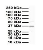 Anti-KCNAB2 (AB2) antibody produced in rabbit IgG fraction of antiserum