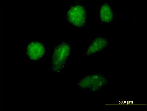 Anti-IKZF2 antibody produced in mouse purified immunoglobulin, buffered aqueous solution