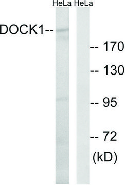 Anti-DOCK1 antibody produced in rabbit affinity isolated antibody