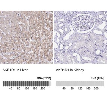 Anti-AKR1D1 antibody produced in rabbit Prestige Antibodies&#174; Powered by Atlas Antibodies, affinity isolated antibody, buffered aqueous glycerol solution