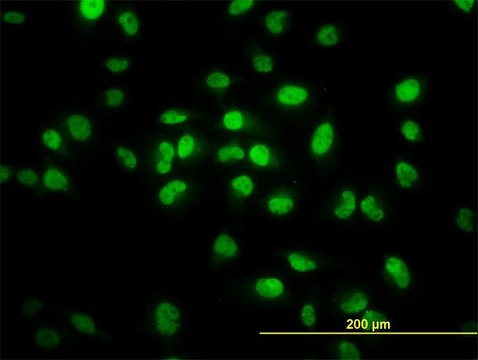 Monoclonal Anti-TCF7L2 antibody produced in mouse clone 3D7, purified immunoglobulin, buffered aqueous solution