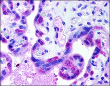 Anti-TLR3 antibody produced in rabbit IgG fraction of antiserum, buffered aqueous solution