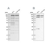 Anti-PDS5A antibody produced in rabbit Prestige Antibodies® Powered by Atlas Antibodies, affinity isolated antibody, buffered aqueous glycerol solution