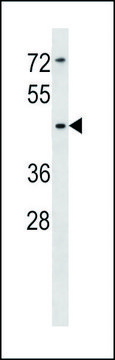 ANTI-SIGLEC14 (N-TERM) antibody produced in rabbit IgG fraction of antiserum, buffered aqueous solution