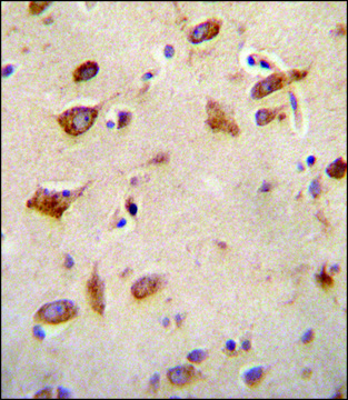 ANTI-GFRAL (C-TERM) antibody produced in rabbit IgG fraction of antiserum, buffered aqueous solution