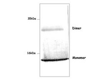 Anti-S100A12 Antibody Chemicon®, from rabbit