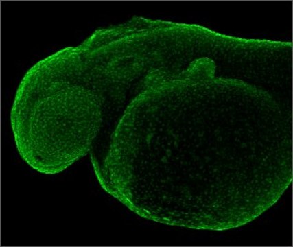 Anti-PCNA antibody produced in rabbit affinity isolated antibody, buffered aqueous solution