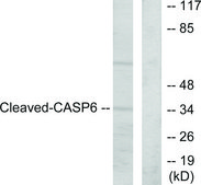 Anti-CASP6 (Cleaved-Asp162) antibody produced in rabbit affinity isolated antibody