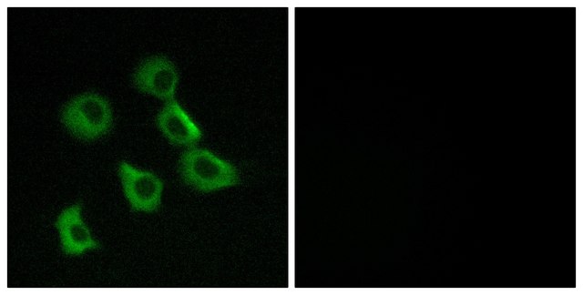 Anti-OR52B2 antibody produced in rabbit affinity isolated antibody