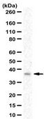 Anti-FOXL1 Antibody from rabbit, purified by affinity chromatography