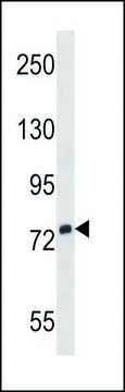 ANTI-SIGLEC5 (N-TERM) antibody produced in rabbit IgG fraction of antiserum, buffered aqueous solution