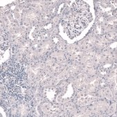 Monoclonal Anti-Mpo Antibody Produced In Mouse Prestige Antibodies® Powered by Atlas Antibodies, clone CL14991, affinity isolated antibody, buffered aqueous glycerol solution
