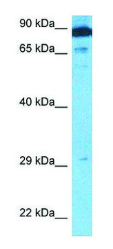 Anti-APBB1 (N-terminal) antibody produced in rabbit affinity isolated antibody