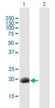 Anti-DPPA3 antibody produced in mouse purified immunoglobulin