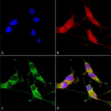 Monoclonal Anti-Vglut3 antibody produced in mouse clone S34-34, purified immunoglobulin