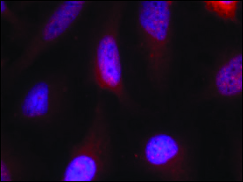 Anti-RPS6KA1 (Ab-348) antibody produced in rabbit affinity isolated antibody