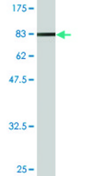 Monoclonal Anti-NXF2 antibody produced in mouse clone 4F5-3A2, ascites fluid