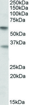 Anti-SIGLEC6 antibody produced in goat affinity isolated antibody, buffered aqueous solution